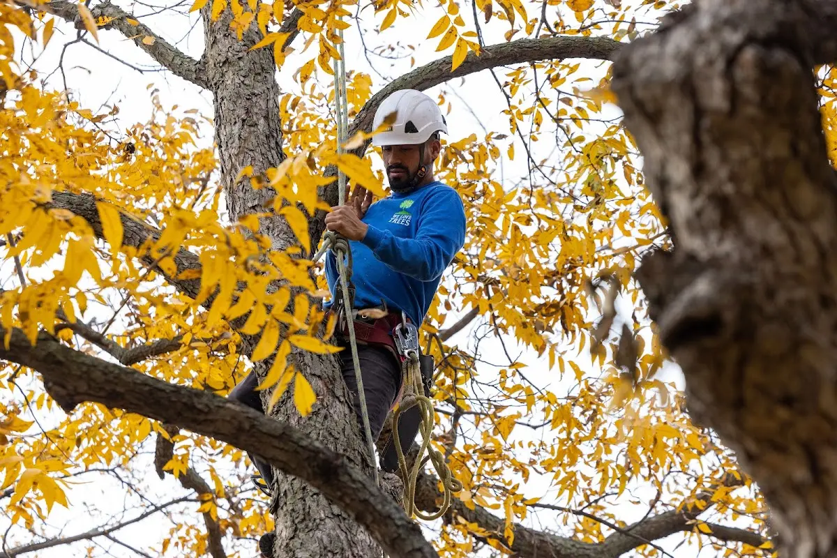 Skilled Tree Trimming crew working in Woodbine